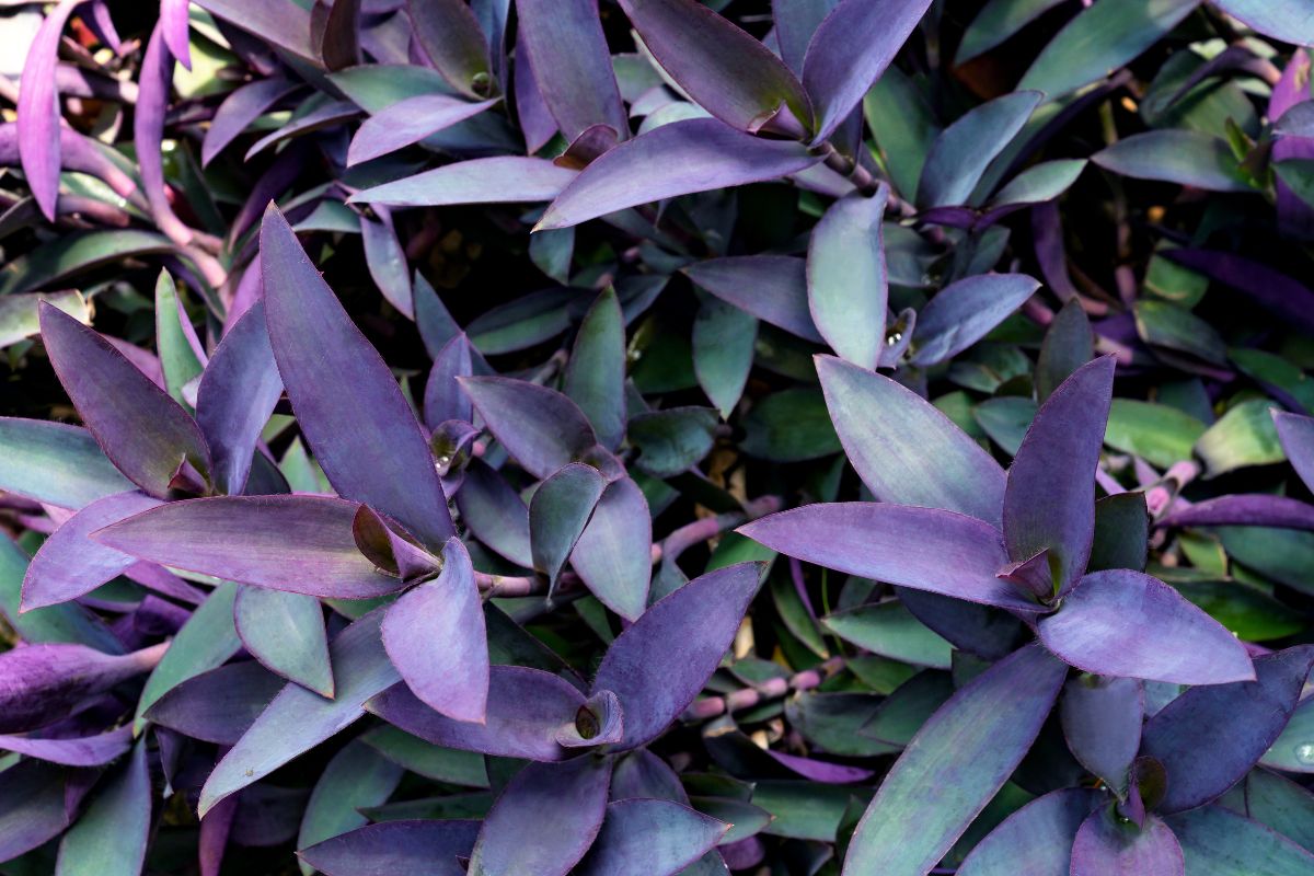 moltiplicare la tradescantia senza radici