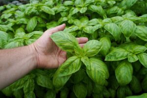foglie grandi di basilico