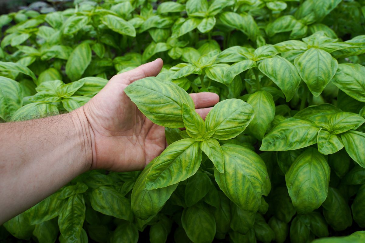 foglie grandi di basilico