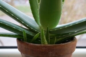 piantine di aloe vera tutto l’anno
