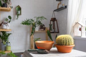 rinvaso succulente senza stressare le radici