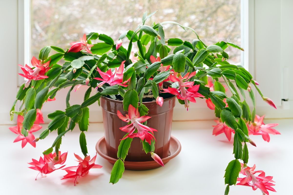 cactus di natale si prepara ora