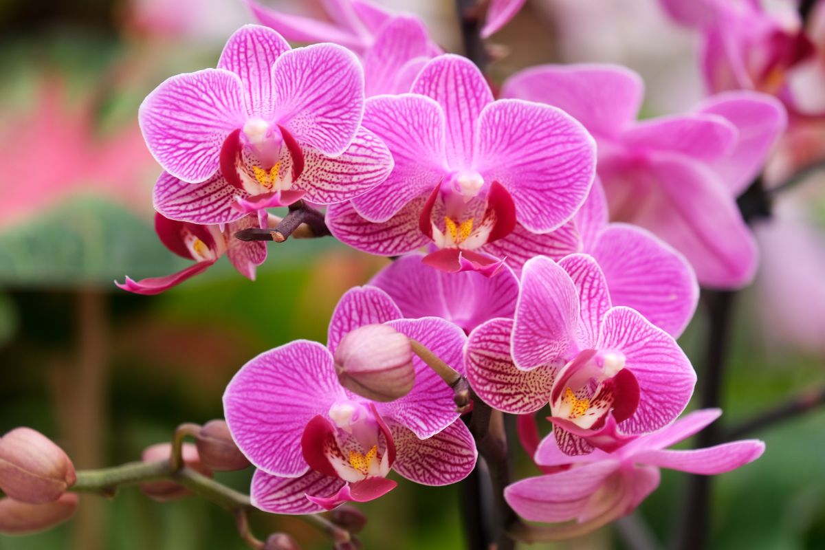 come curare orchidee senza stress