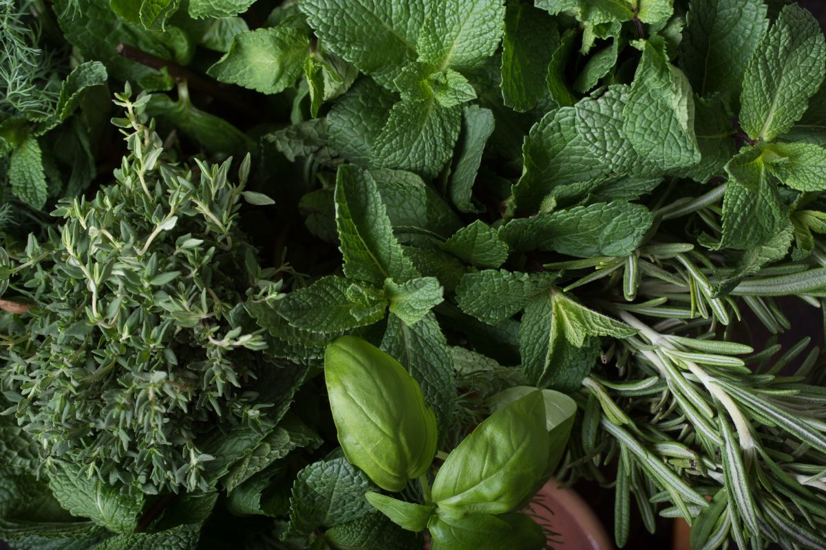 errori che fanno seccare le aromatiche