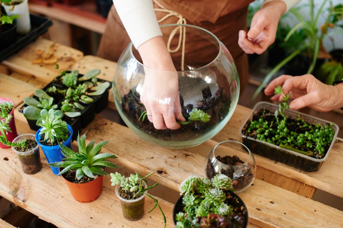 decorare con succulente senza spendere