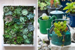 decorare con piante grasse