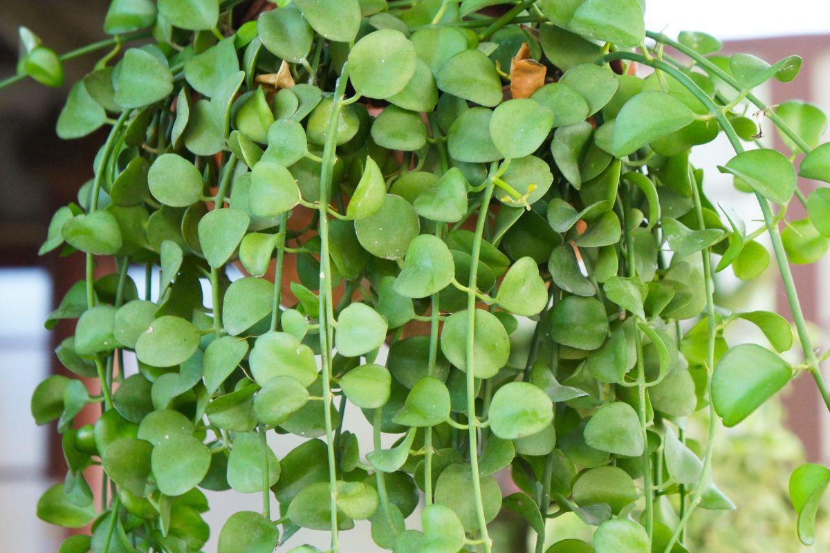 succulente sospese per balcone