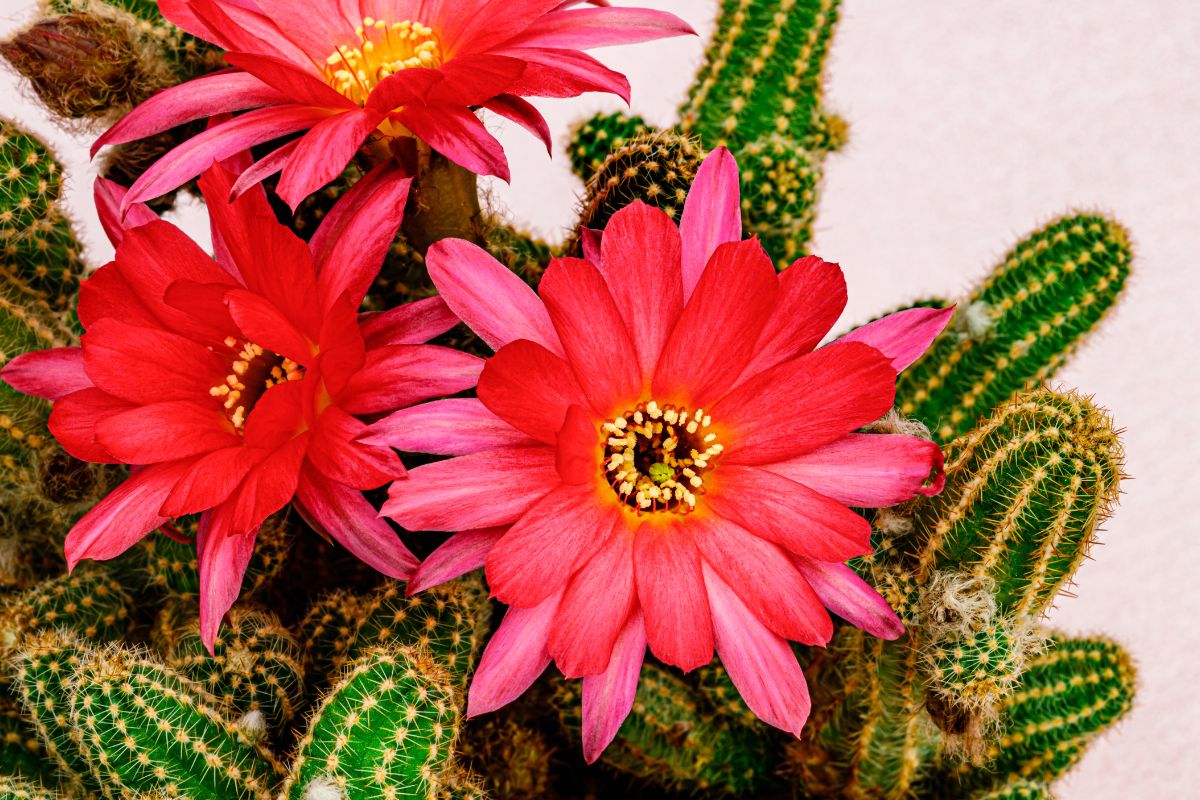 camera da letto con cactus