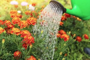 innaffiare corretamente i fiori
