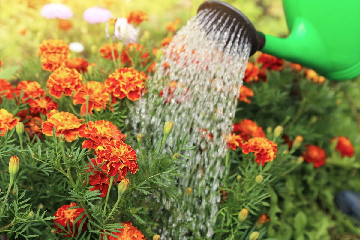 innaffiare corretamente i fiori