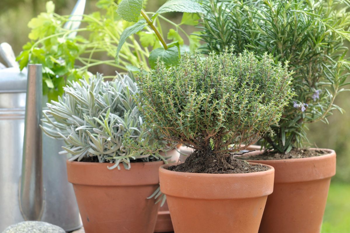 curare le piante aromatiche in agosto
