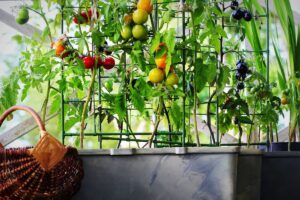 come curare pomodori da balcone