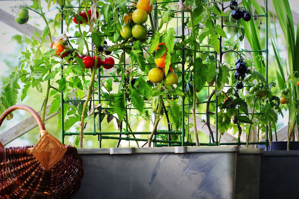 come curare pomodori da balcone