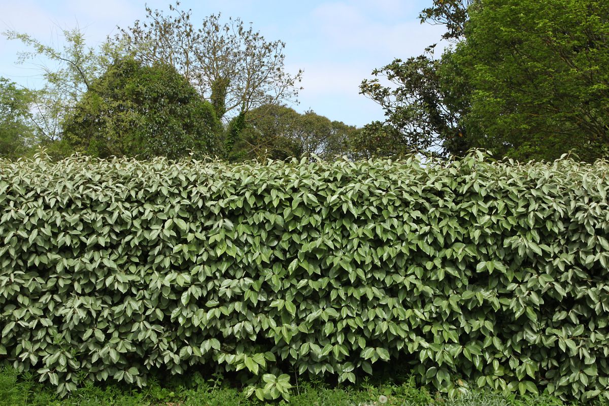 arbusti perenni per ombra in giardino