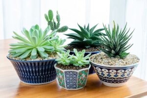 piante grasse alte in vaso