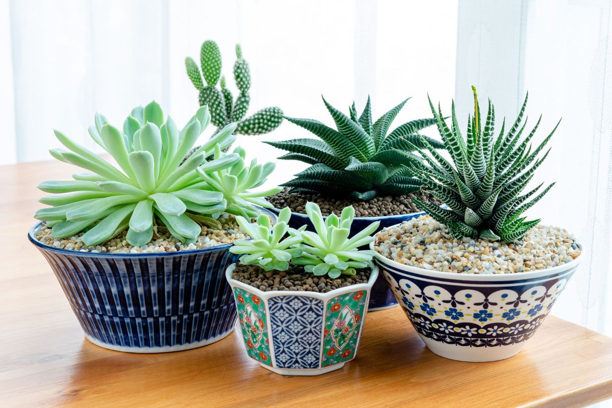 piante grasse alte in vaso