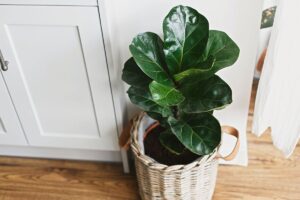 purificare l’aria con ficus lyrata