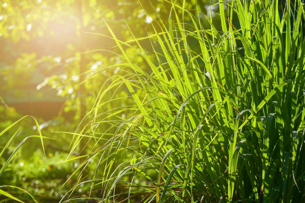 fiori profumati per allontanare gli insetti