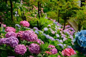 ortensie fiori che cambiano colore