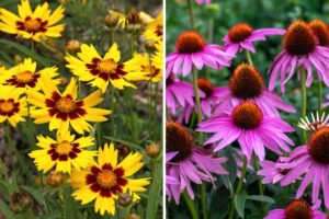 fiori che fioriscono ancora a settembre