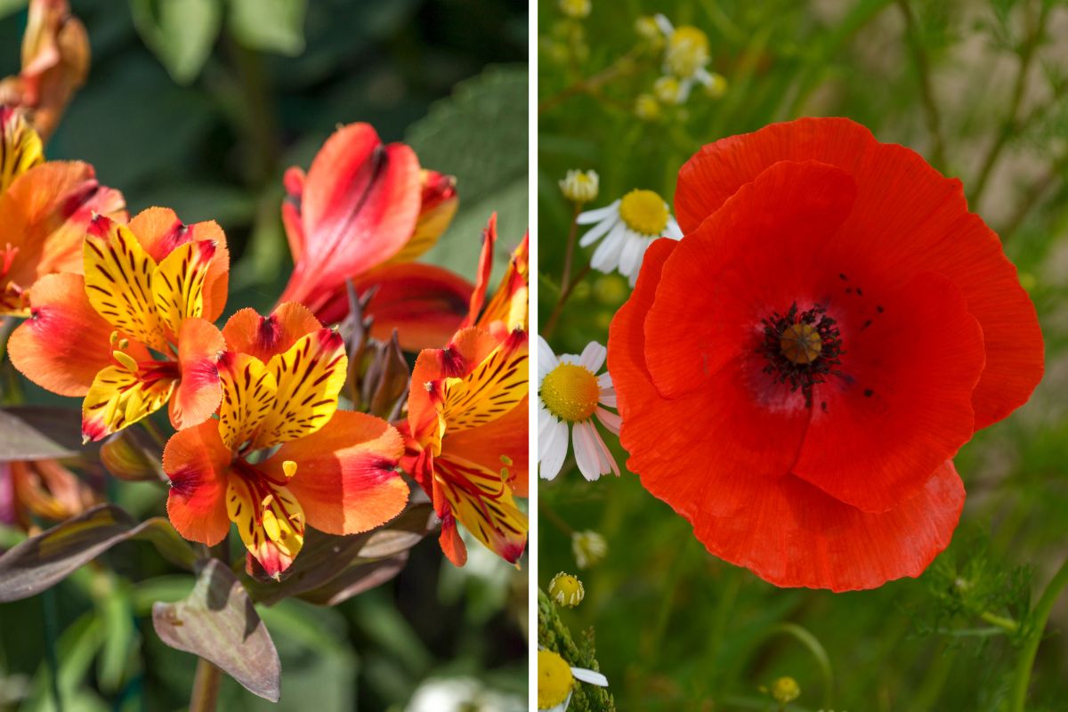 combinazioni scenografiche di fiori