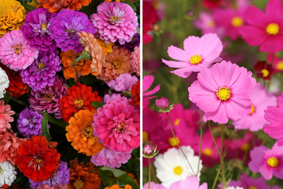 mix di piante per bordure estive fiorite