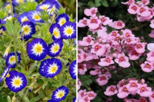 fiori pendenti che sbocciano ad agosto