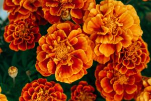 fiori che allontanano gli insetti
