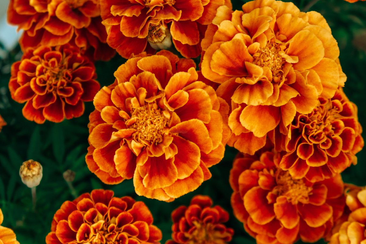 fiori che allontanano gli insetti