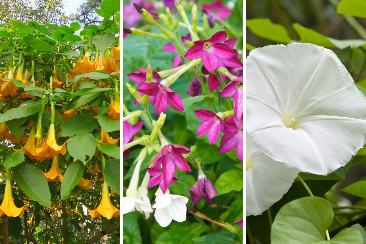 fiori che si aprono di sera