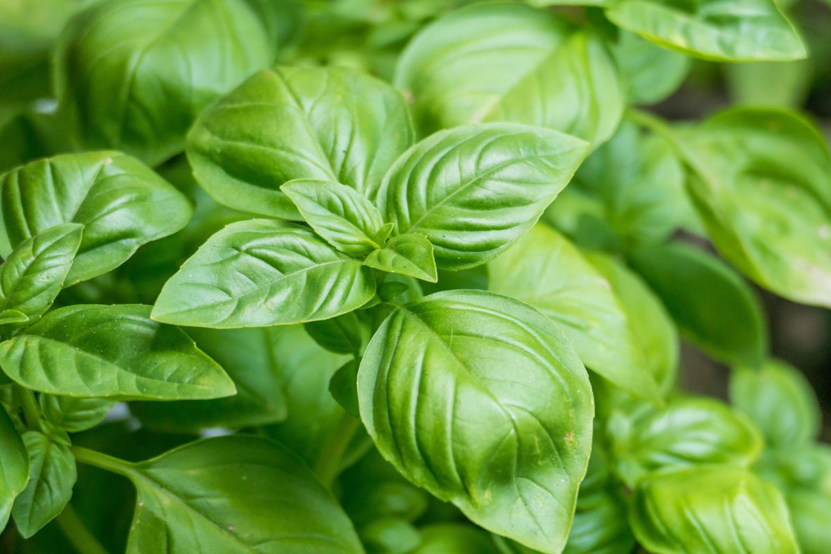 come ottenere foglie grandi nel basilico