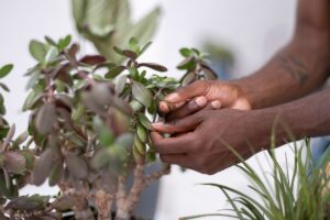 crassula ovata con foglie rosse