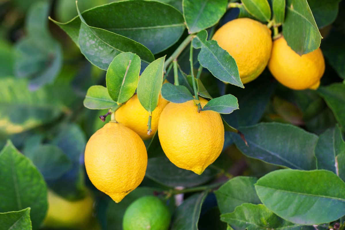 stimolare nuova fruttificazione dei limoni
