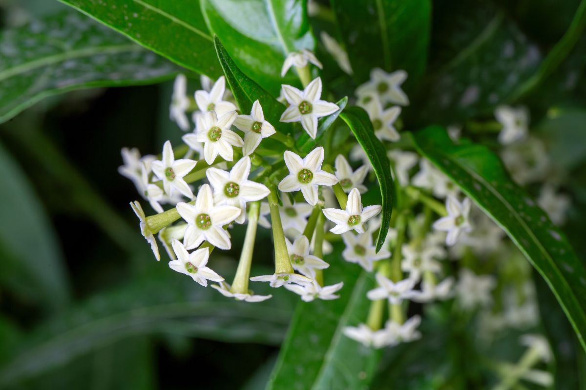 fiori profumati fino a settembre