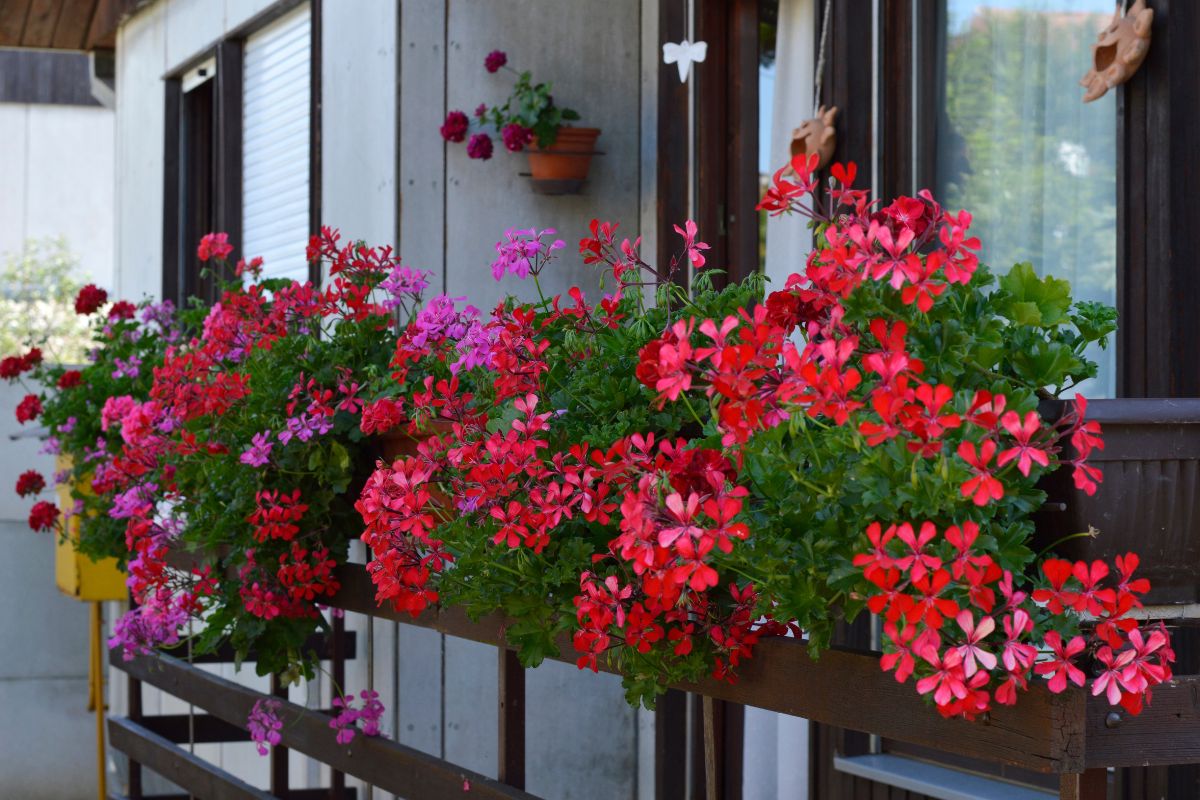 piante per balcone profumato