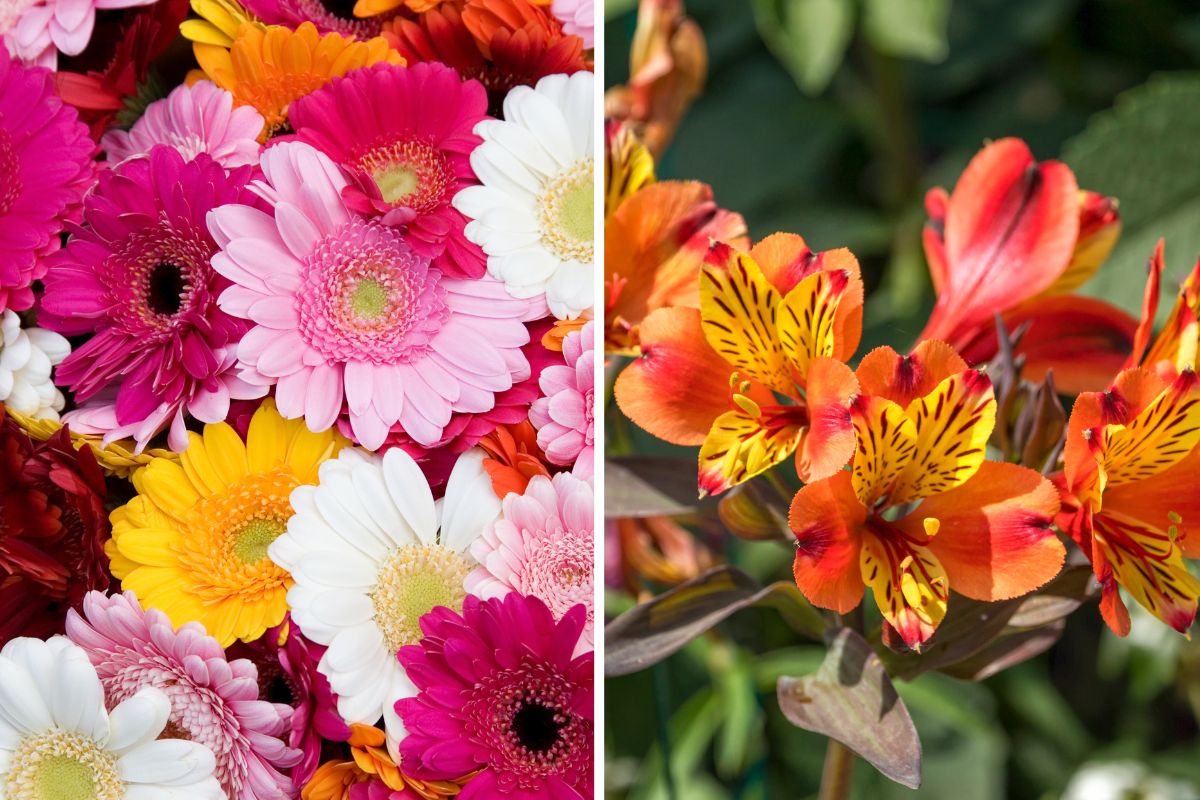 combinazioni scenografiche di fiori