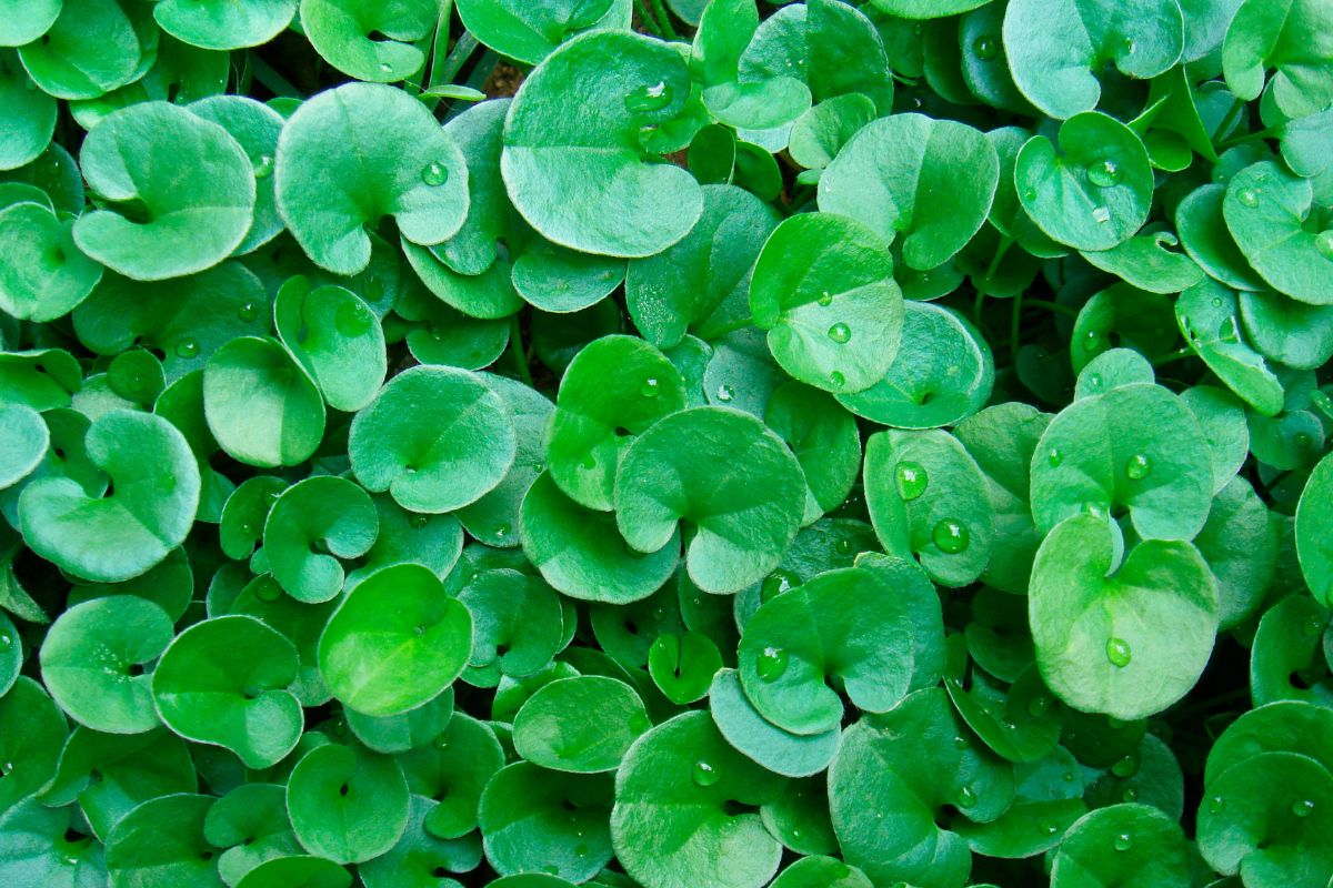 pianta tappezzante anti caldo dichondra repens