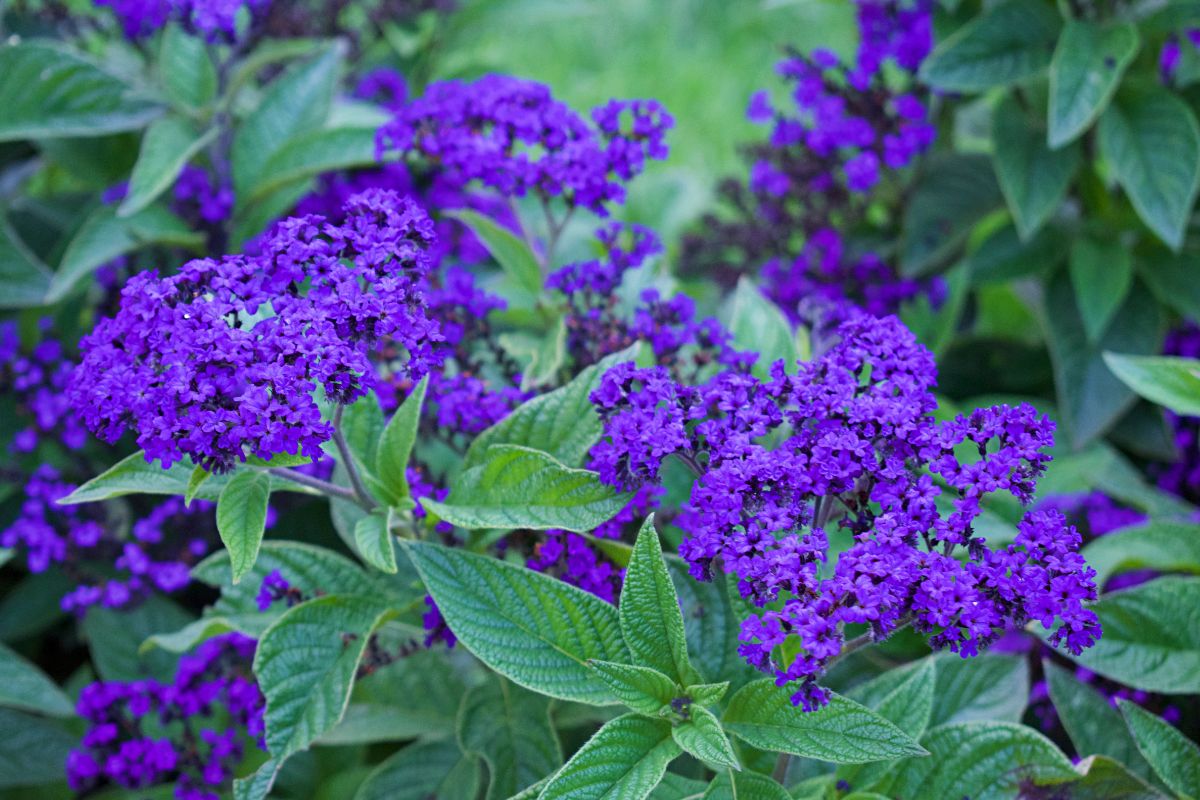 fiori balcone profumato fino a settembre