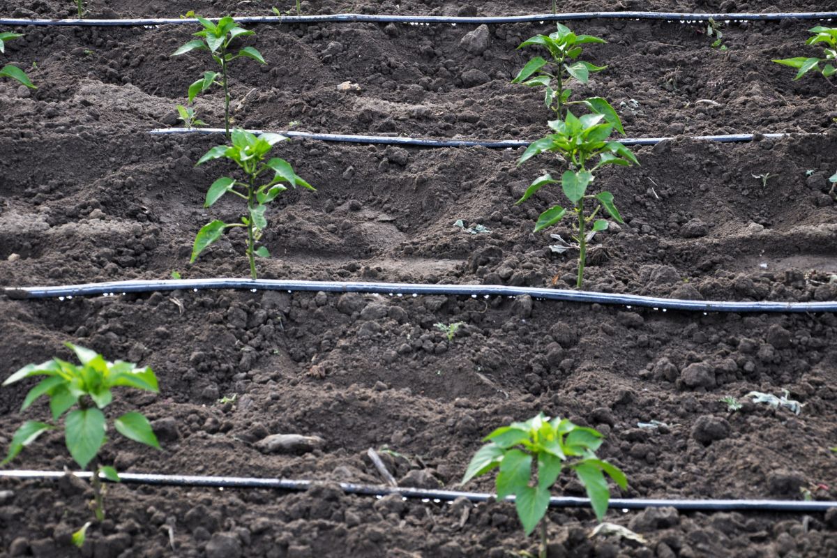 impianto goccia a goccia per giardino