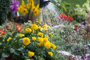 come innaffiare con il caldo estremo