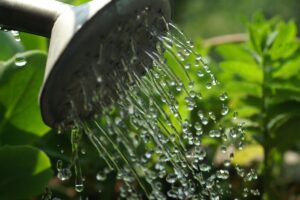 come innaffiare le piante correttamente