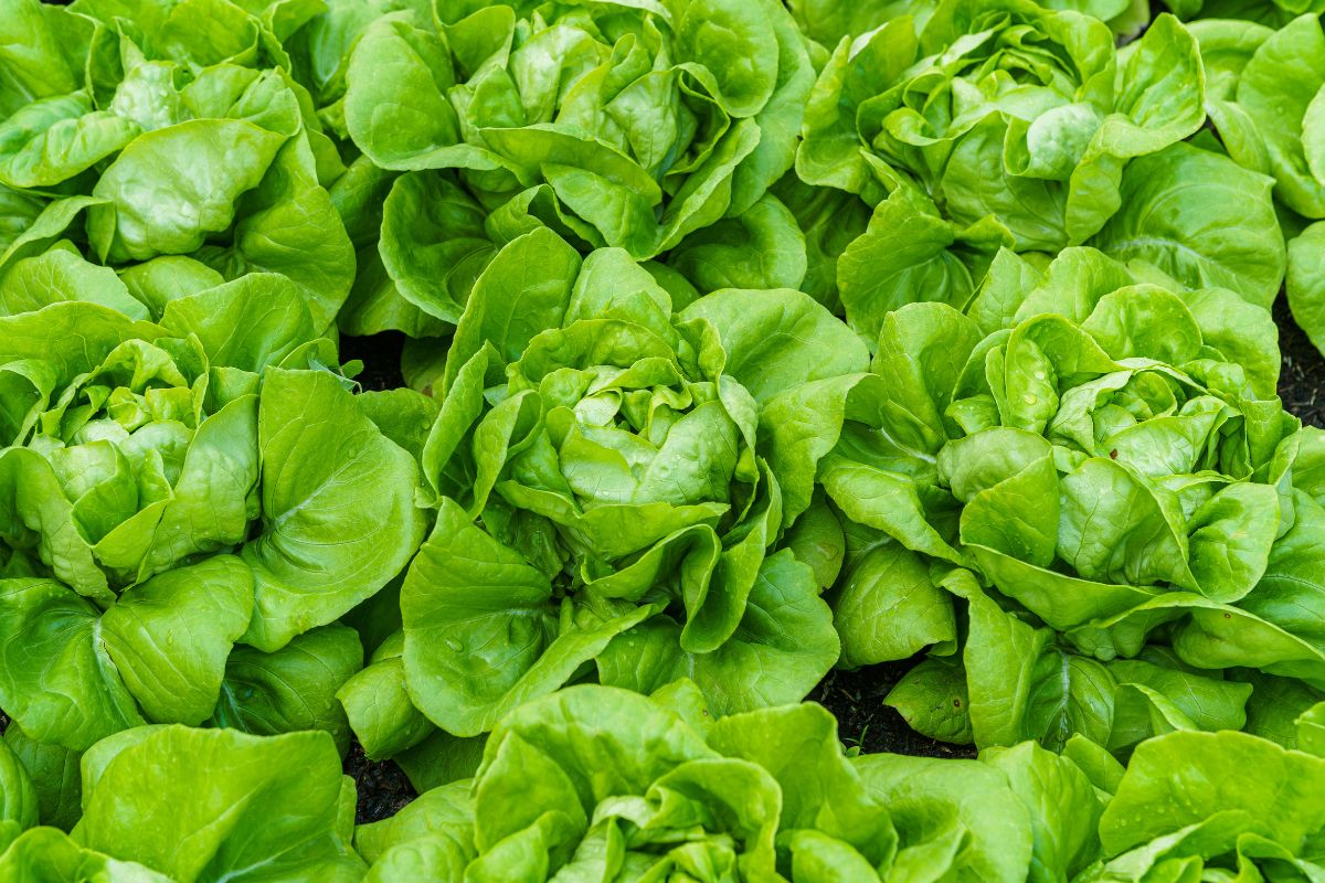 verdure a crescita veloce in balcone