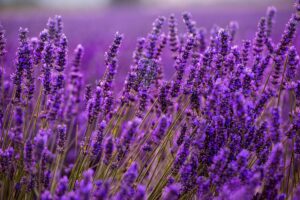 concime naturale per lavanda
