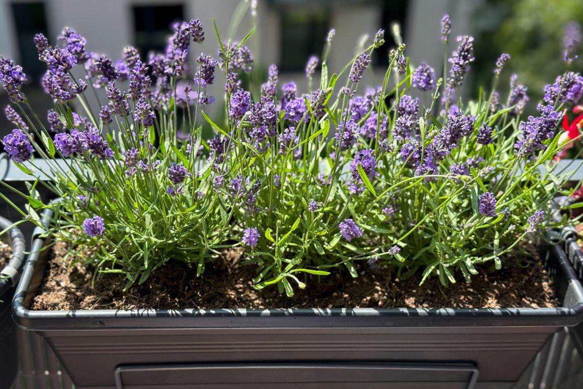 fiori balcone profumato fino a settembre