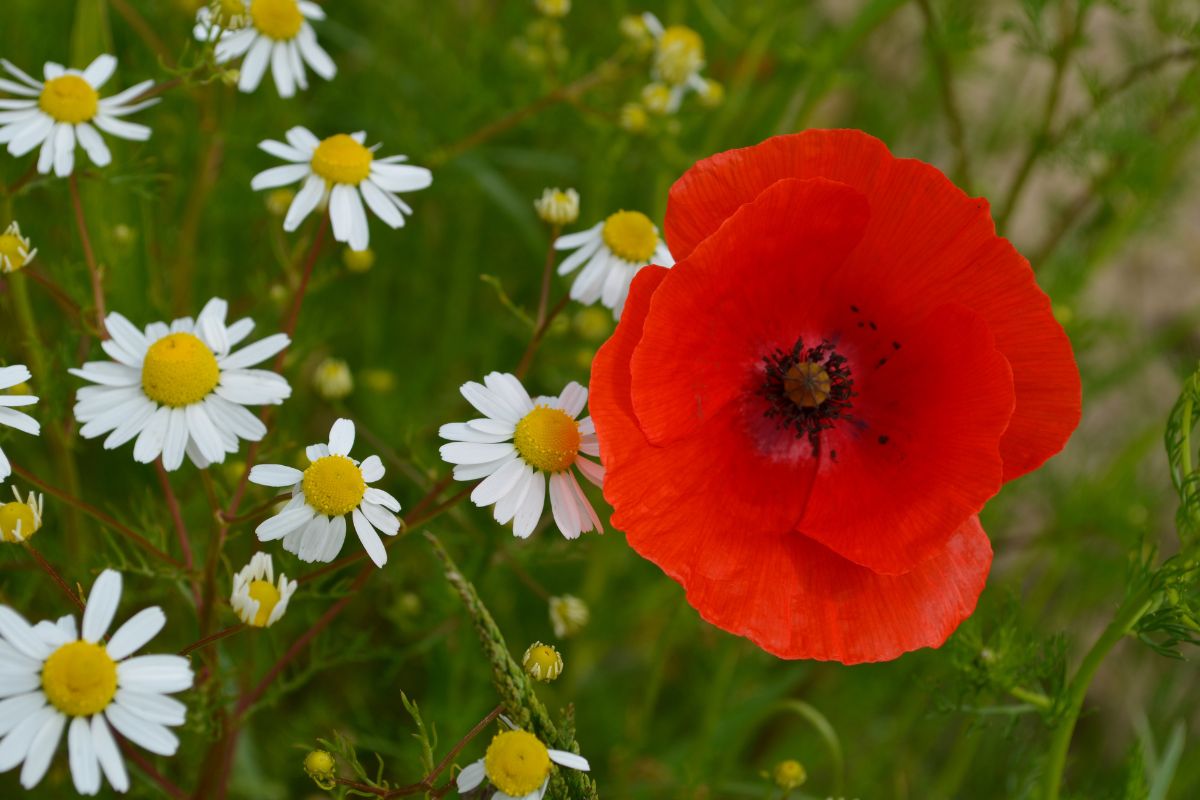 fiori che stanno bene insieme