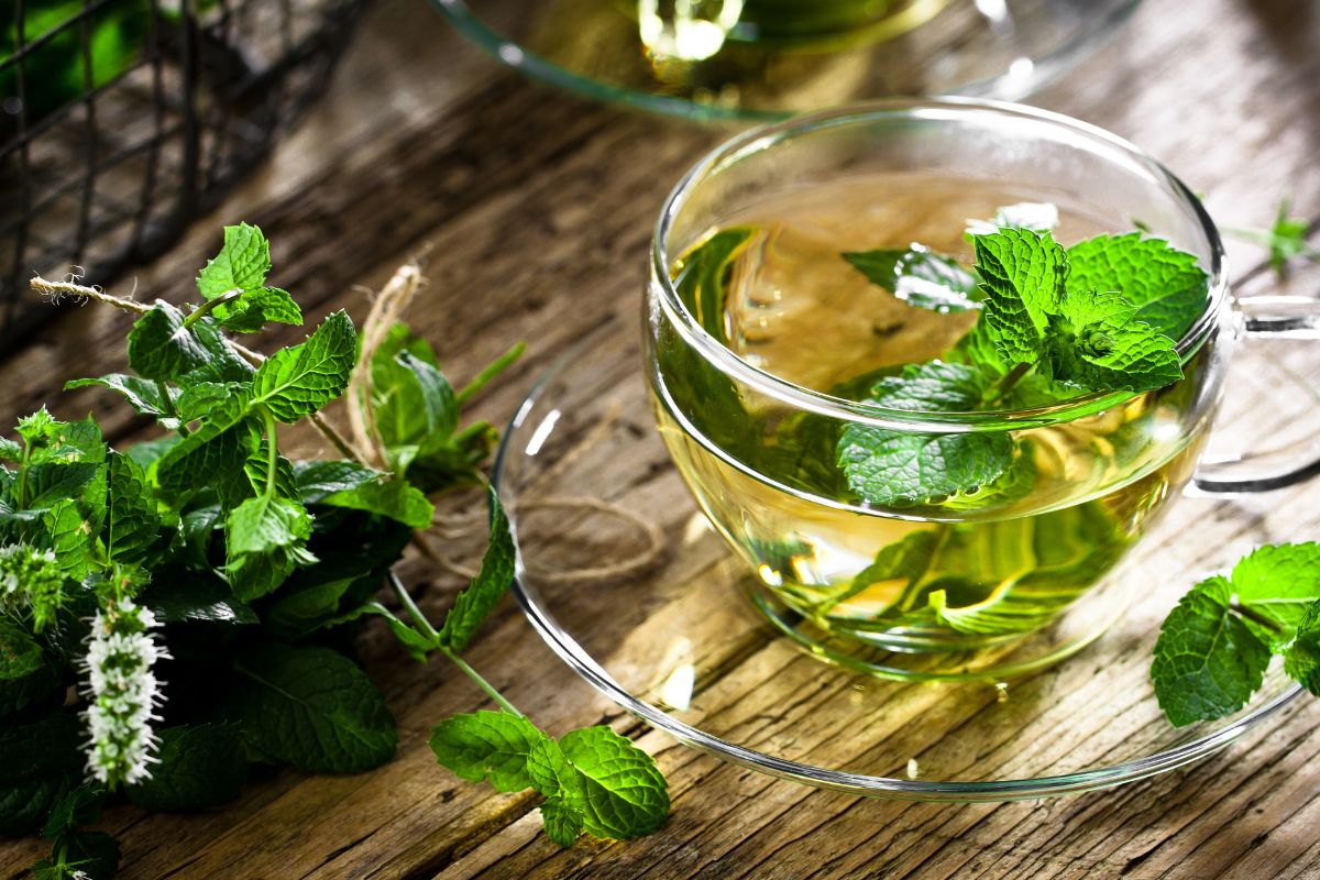 menta glaciale per tisane