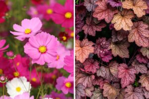 piante per bordure estive