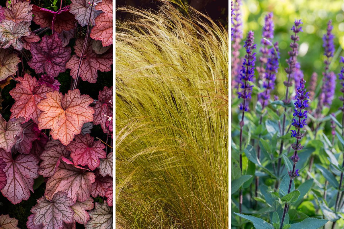 piante per bordure estive fiorite