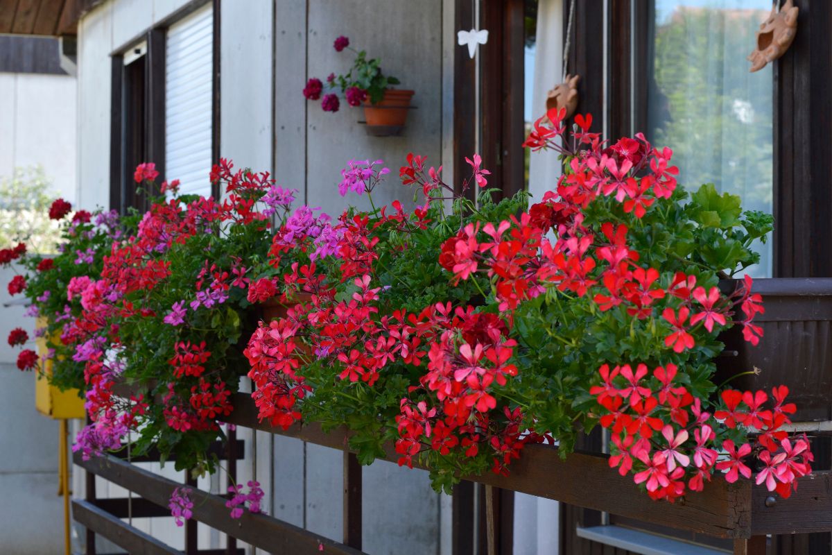piante profumatori naturali in balcone