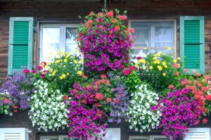 mix di piante per balcone